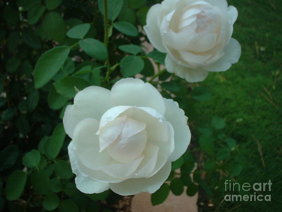 Rose Photograph - Perfect Pair by Mark Robbins