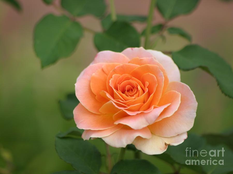 Perfect Peach Petals Photograph by Living Color Photography Lorraine Lynch