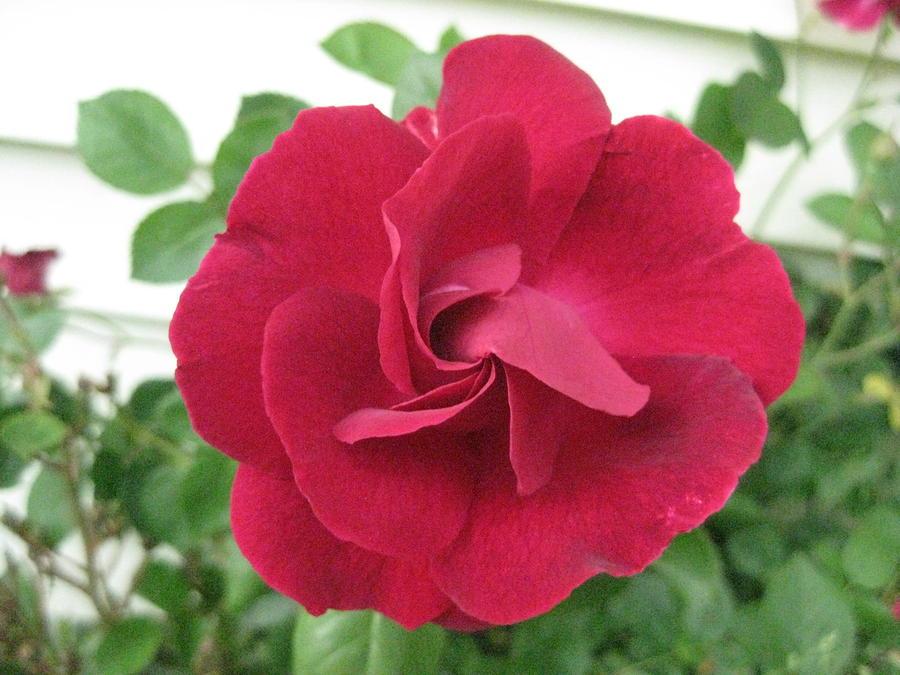 Perfect Red Rose Photograph by Judy Via-Wolff