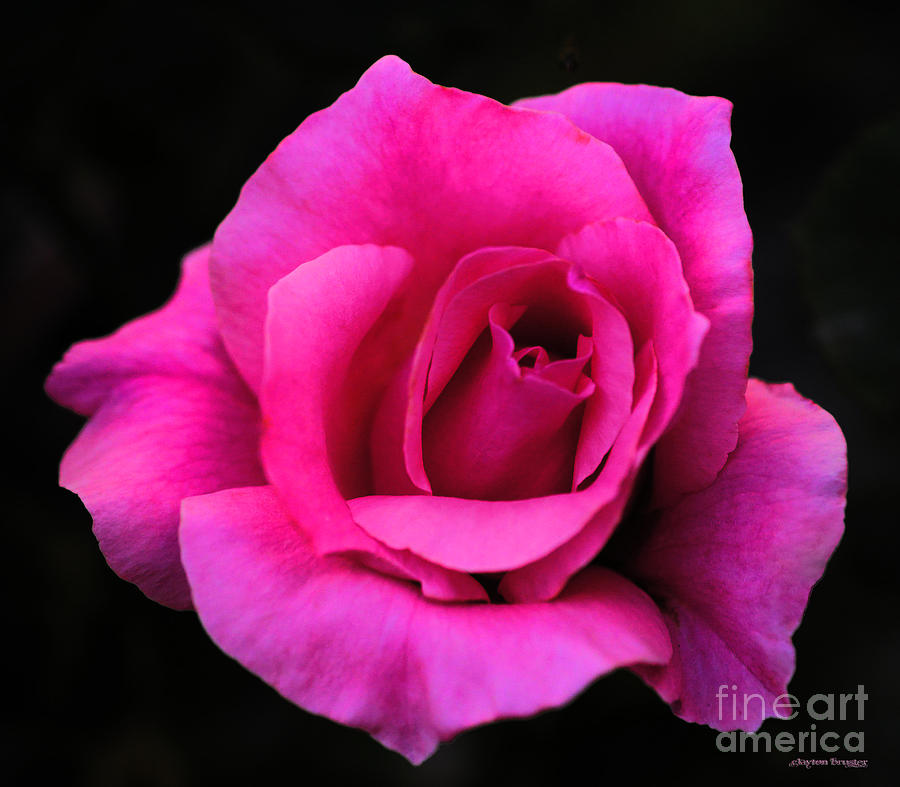 Perfect Rose Photograph by Clayton Bruster