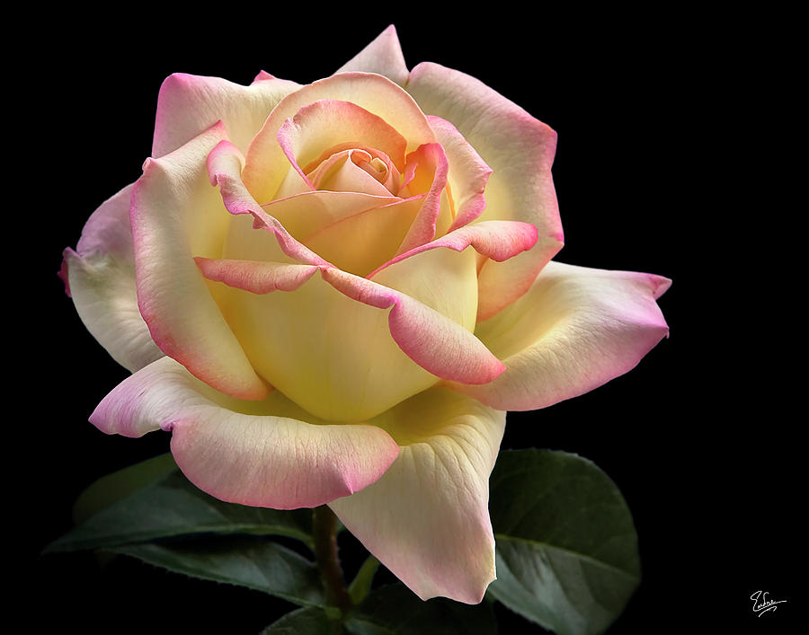 Flower Photograph - Perfect Rose by Endre Balogh