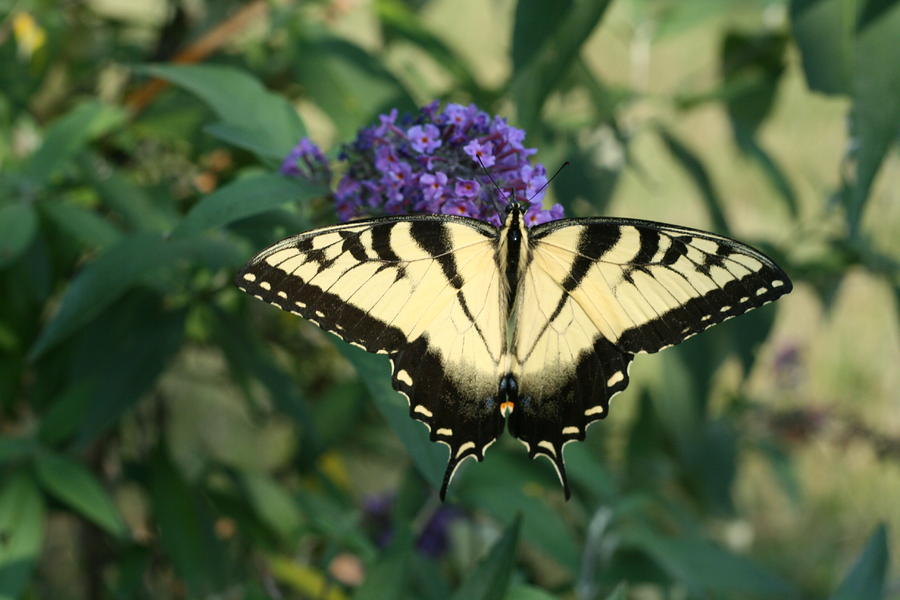 Butterfly Photograph - Perfectly Aligned Butterfly on Butterfly Bush by Bonnie Boden Butterfly Photograph - Perfectly Aligned Butterfly on Butterfly Bush by Bonnie Boden
