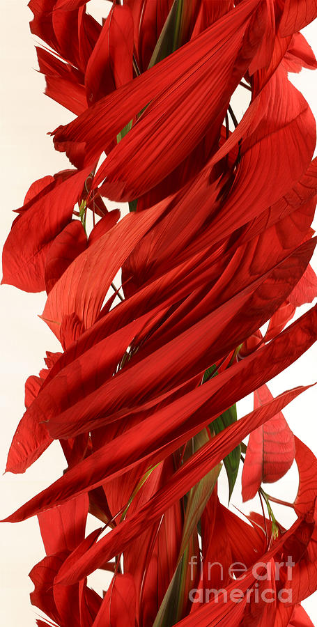 Peripheral Streak Image Of A Poinsettia Photograph by Ted Kinsman