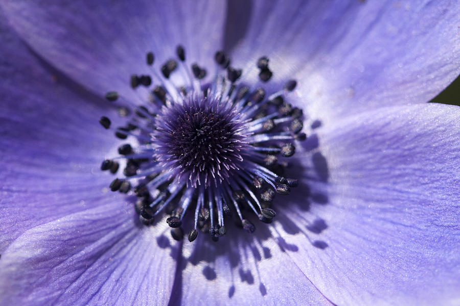Periwinkle Blue Anemone Blossom Photograph by Kathy Clark