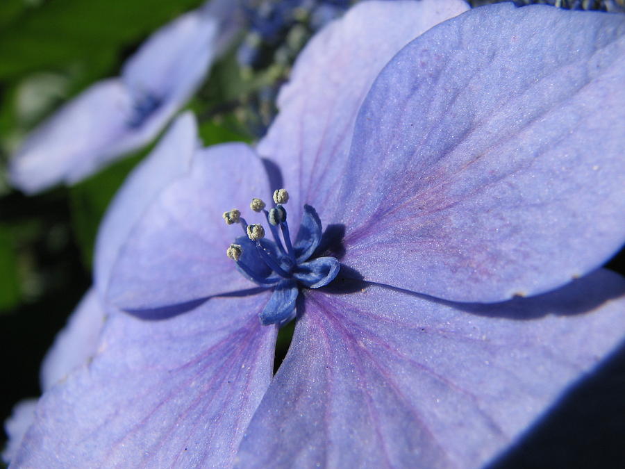 Periwinkle Blue Photograph by Chris Anderson