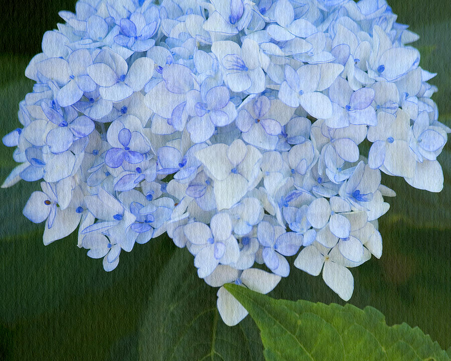 Periwinkle Blue Hydrangea Photograph by Bonnie Bruno