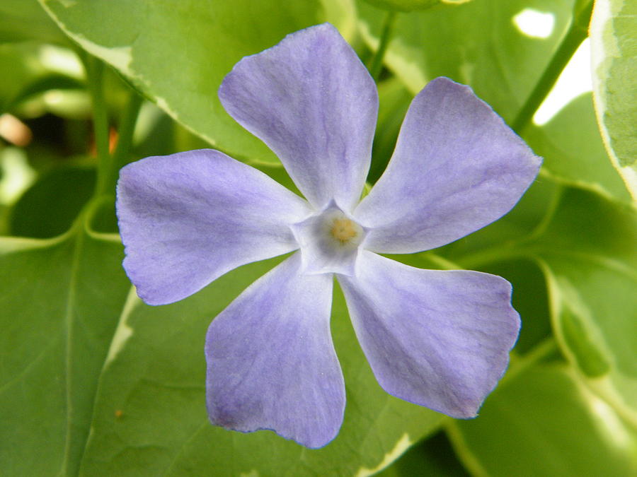 Periwinkle Blue Pinwheel On Vinca Vine Photograph by Mary Sedivy