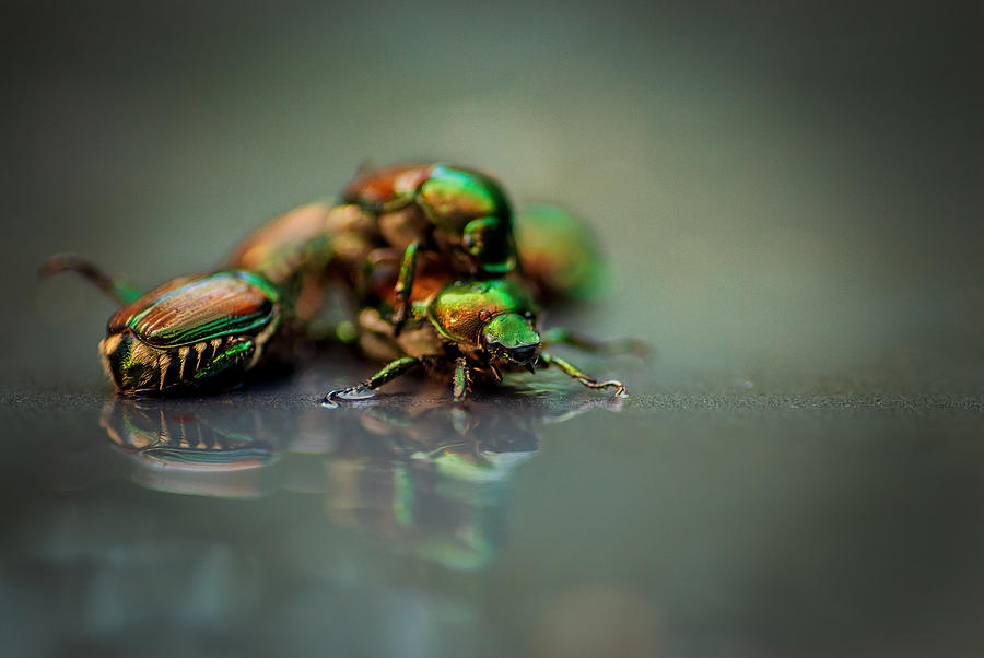 Insects Photograph - Persevere  by Gene Hilton