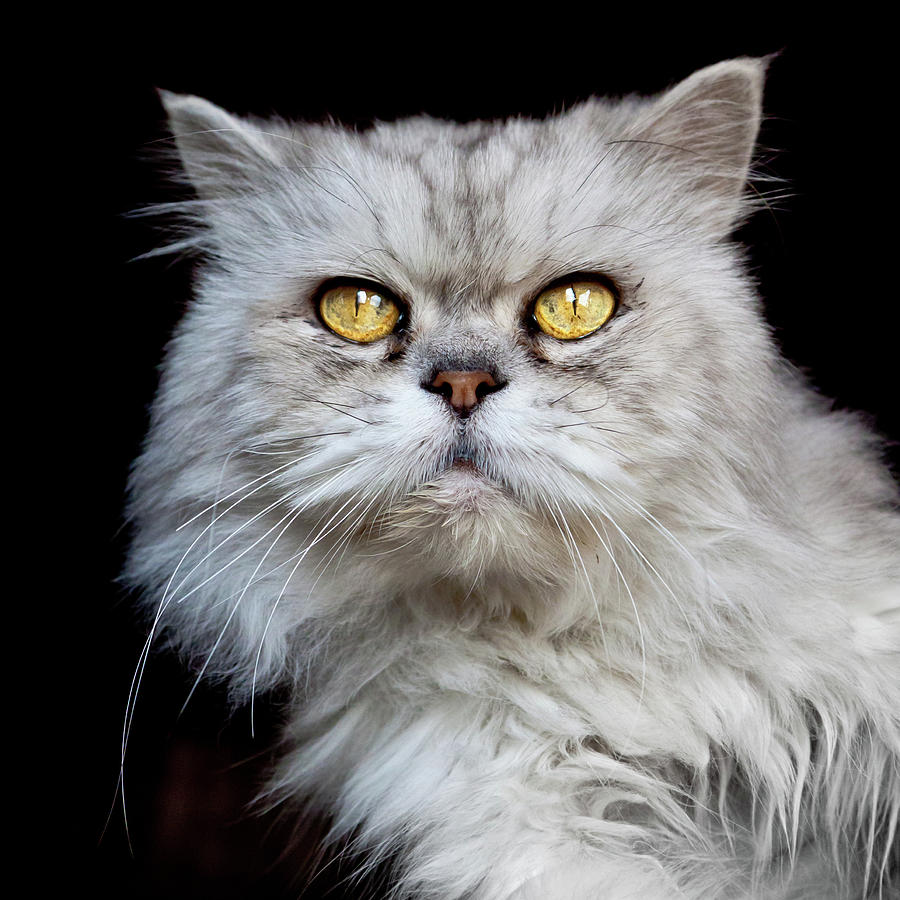 Persian Gray Cat Photograph by Rogdy Espinoza Photography