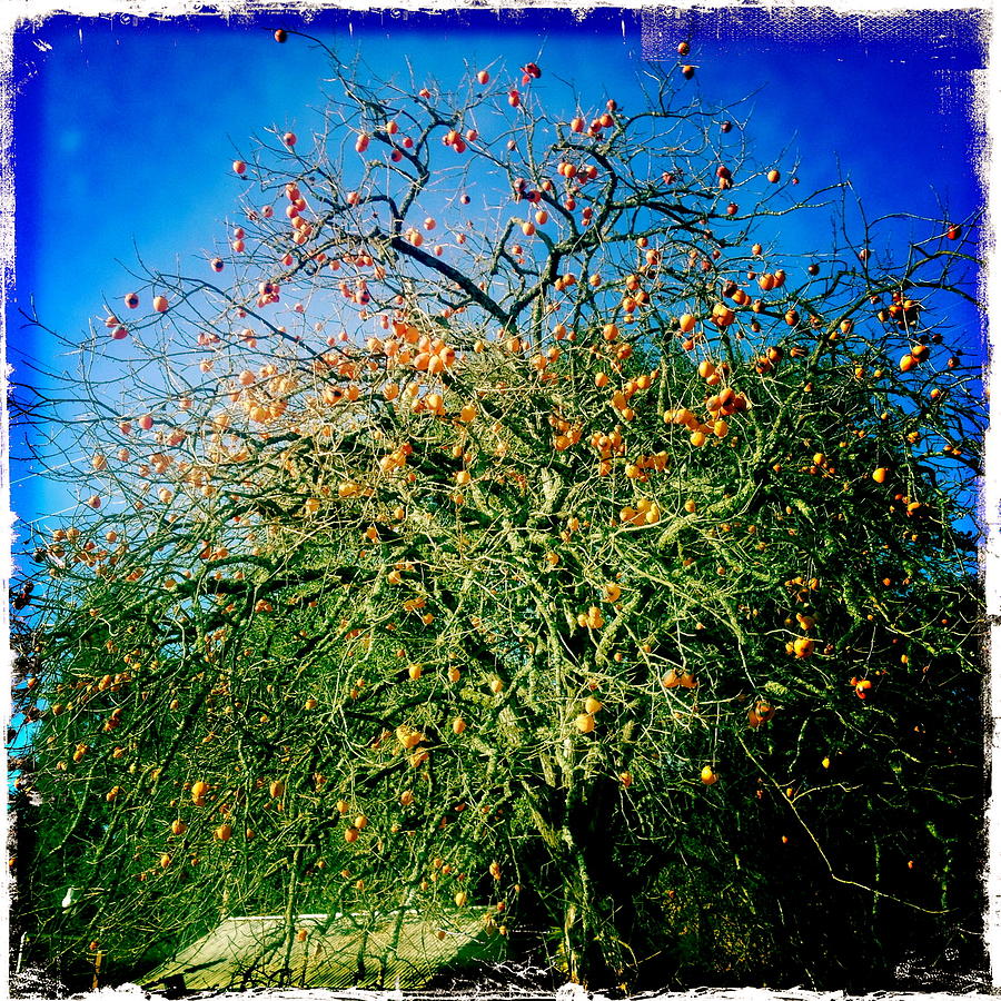 Persimmon Tree Photograph by Suzanne Lorenz