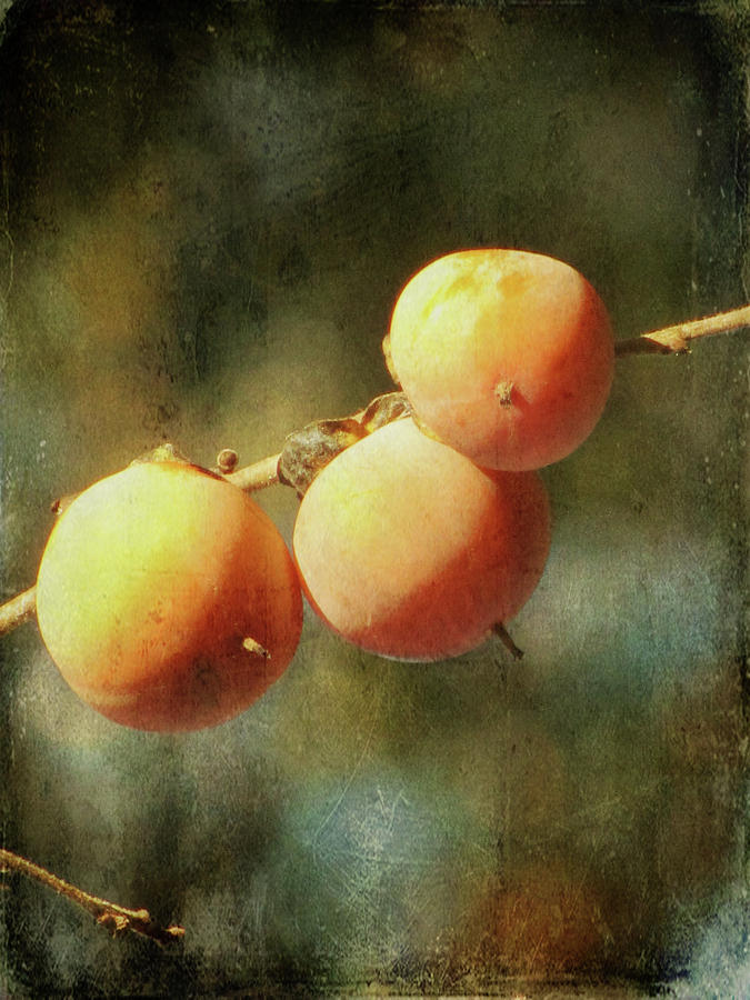 Persimmons Photograph by Amy Tyler