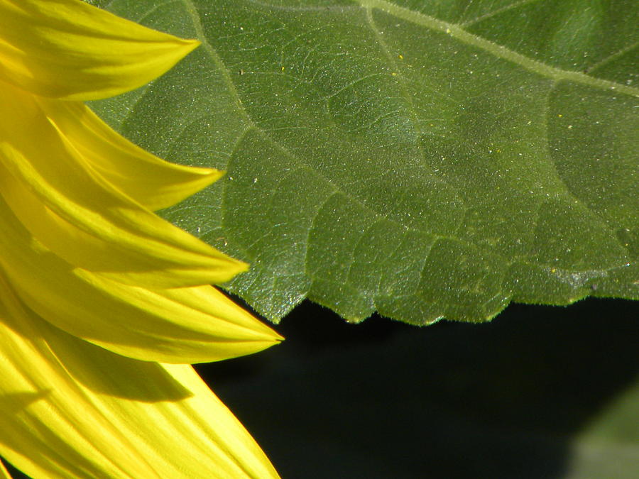 Sunflower Photograph - Perspective by Michael Snyder