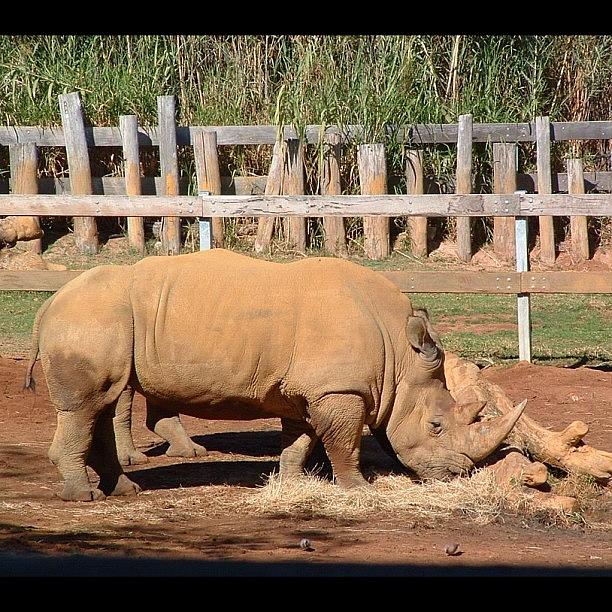 Animal Photograph - #perth #zoo #rhino #westernaustralia by Kristie Brown