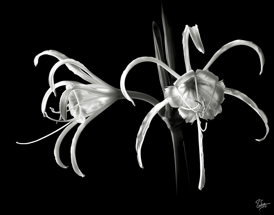 Flower Photograph - Peruvian Daffodil in Black and White by Endre Balogh