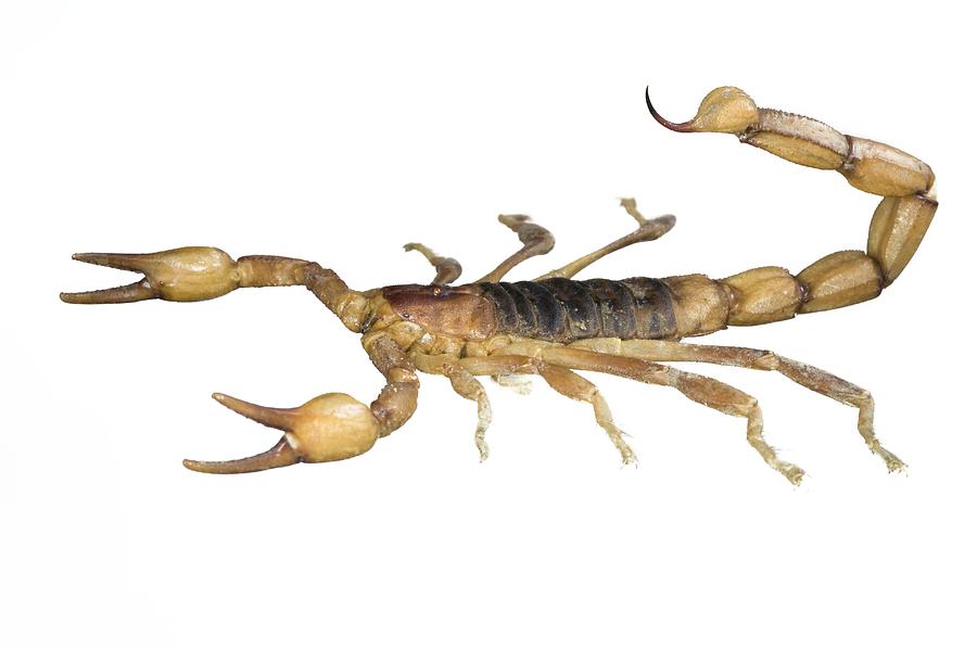 Peruvian Golden Scorpion Photograph By Lawrence Lawry Fine Art America