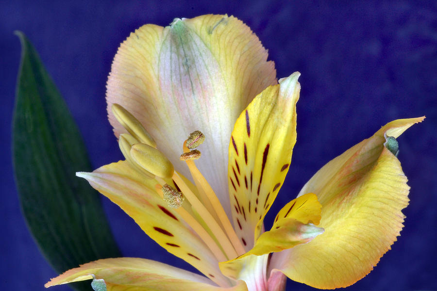 Flower Photograph - Peruvian Lily by Terence Davis