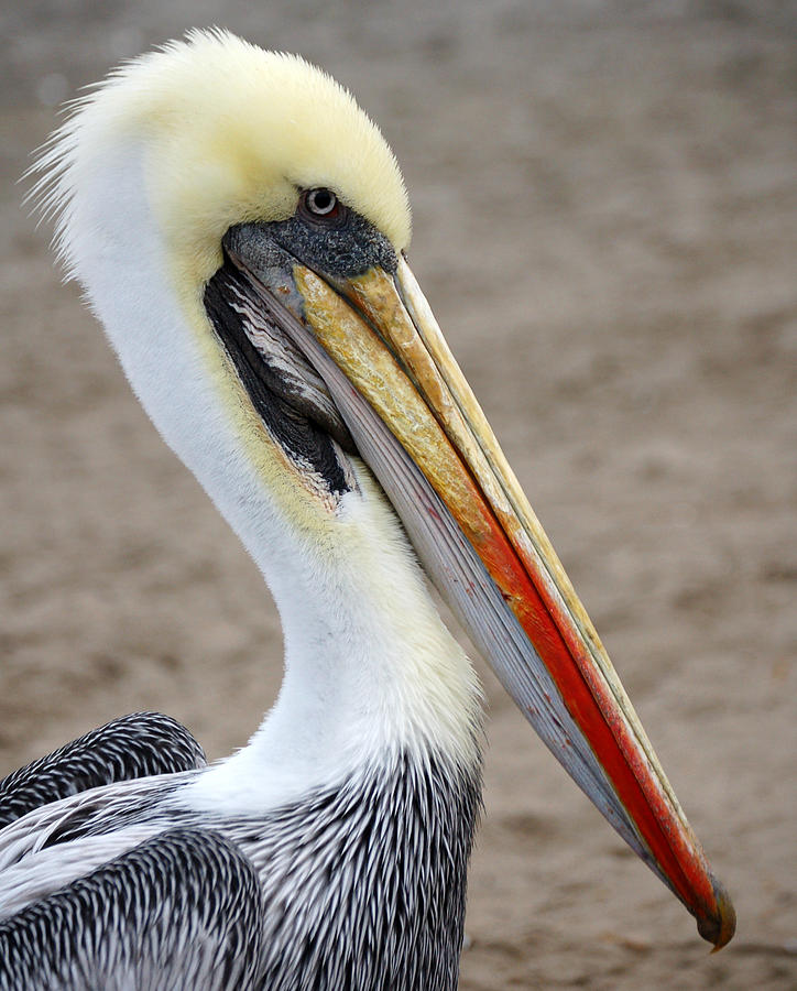 Peruvian Pelican Photograph by RicardMN Photography