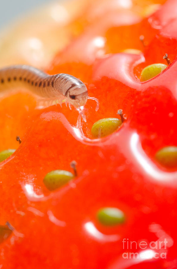 Pest Millipede Cylindroiulus Punctatus Feeding On A Strawberry Photograph