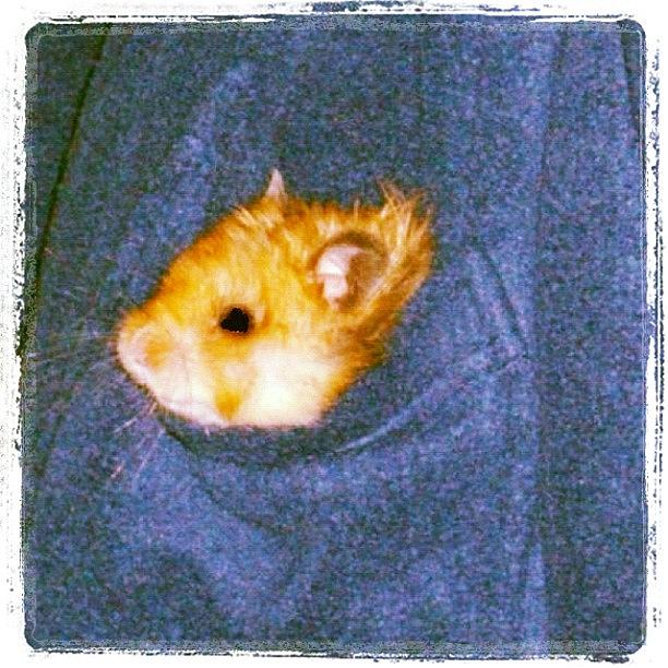 Pet Hamster In Pocket Photograph by Kln Sink