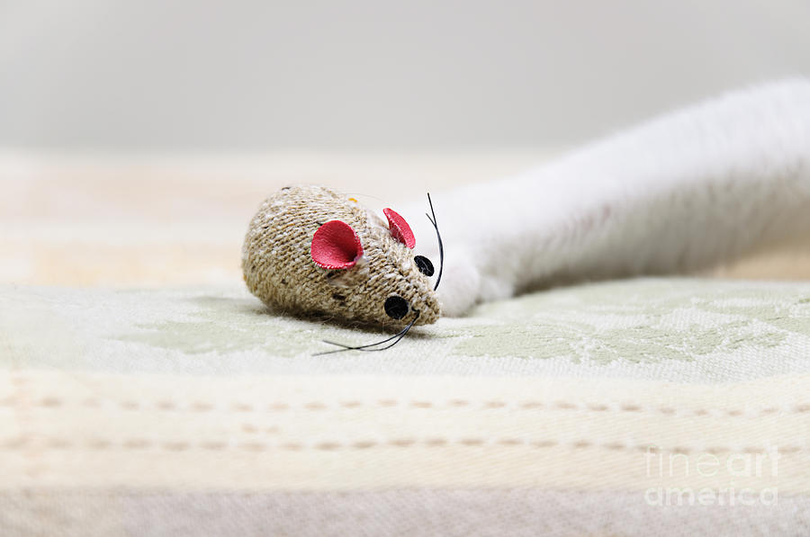 Pet Mouse Photograph by Andee Design