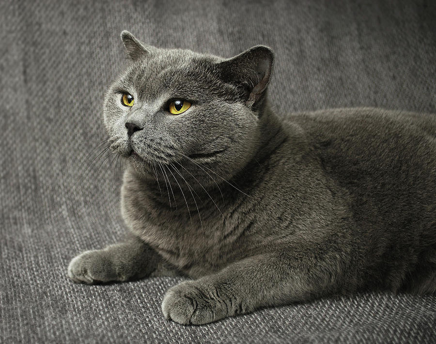 Pet Portrait Of British Shorthair Cat Photograph by Nancy Branston