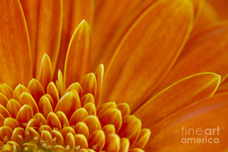 Nature Photograph - Petal -2 by Tad Kanazaki Nature Photograph - Petal -2 by Tad Kanazaki