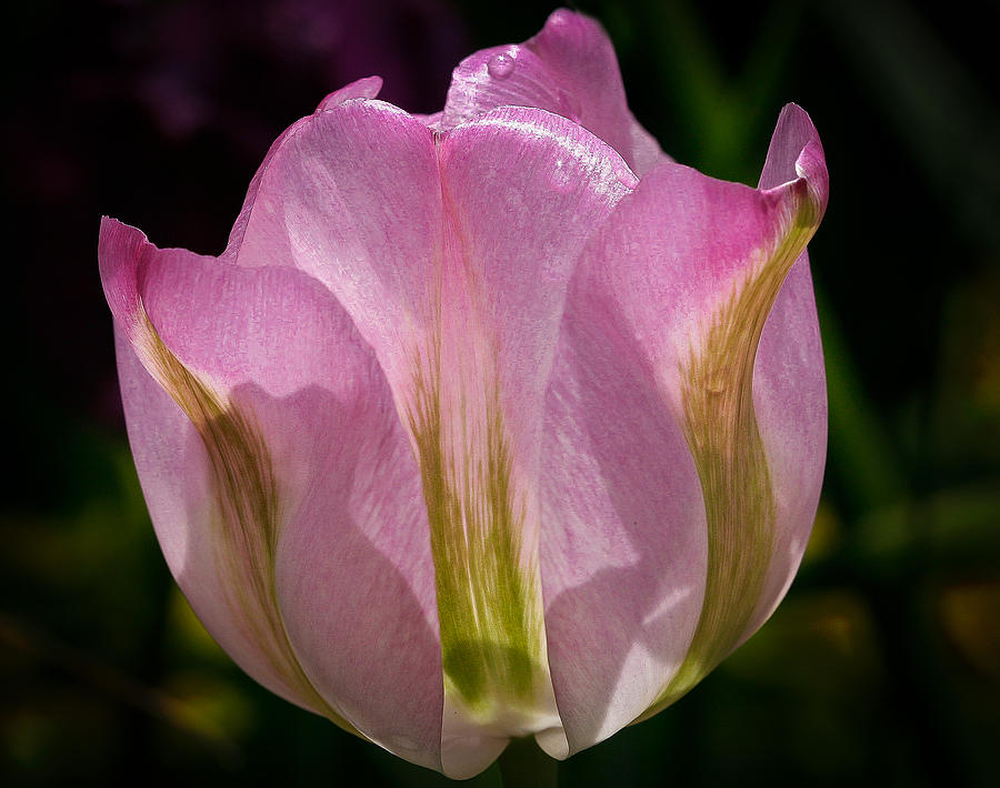 Pink Backlit tulip Photograph by Jean Noren