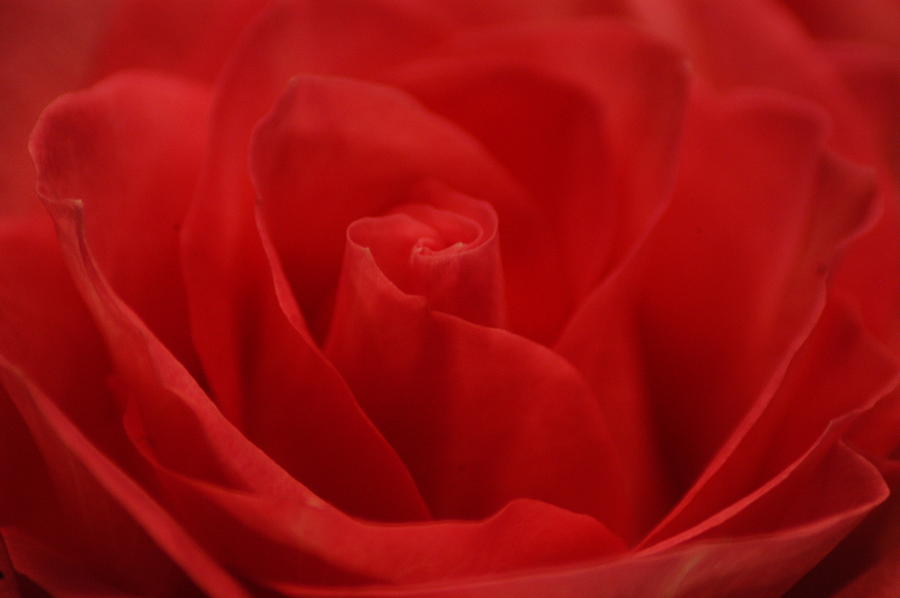 Petalicious Rose Photograph by Wanda Jesfield