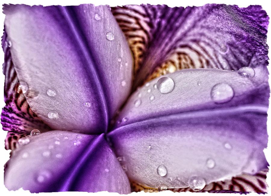 petalis-purpura-photograph-by-michelle-oppegard-pixels