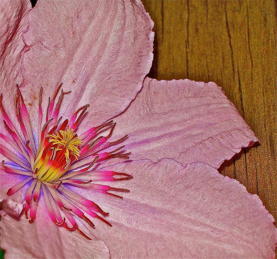 Flower Photograph - Petals and Plank by Randy Rosenberger