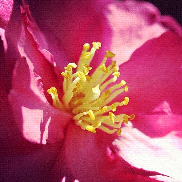 Nature Photograph - Petals And Stamen by Kim Gourlay