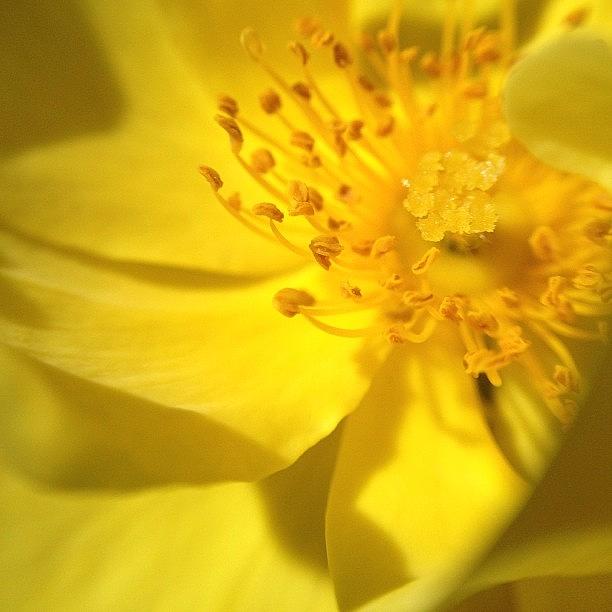 Nature Photograph - Petals. #rose #knockout #yellow #macro by Molly Slater Jones
