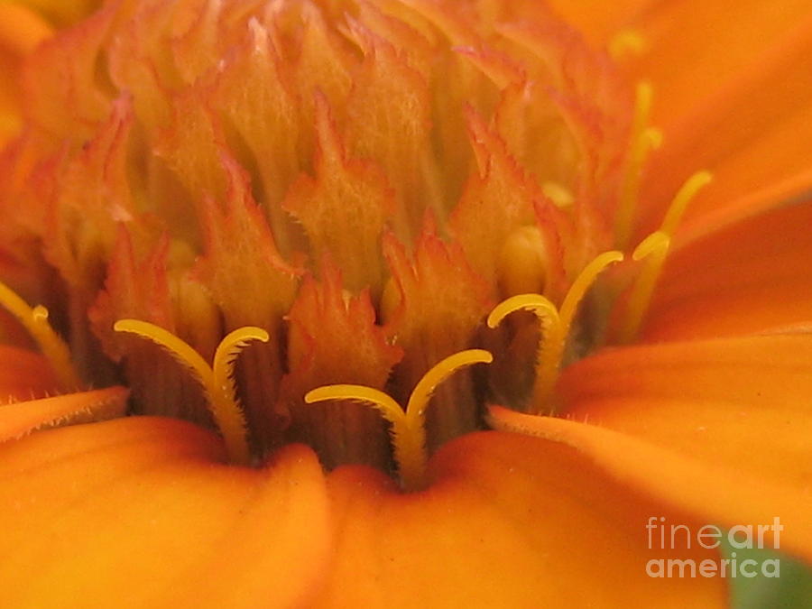 Orange Flower Petals Photograph by Susan Carella