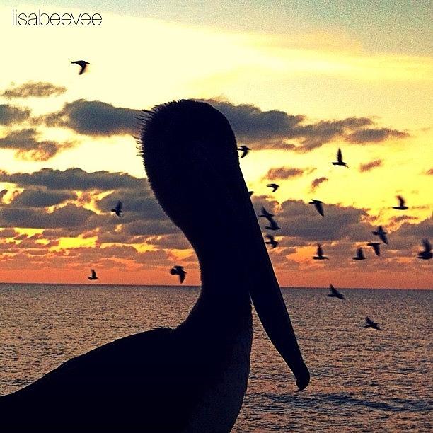 Pete Pelican And A Flock Of Seagulls - Photograph by Lisa Viator