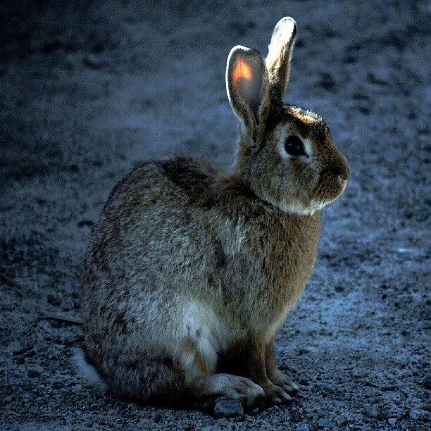 Rabbit Photograph - Peter Cottontail by Daryl Macintyre