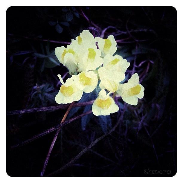 Huntsville Photograph - Petite Fleur by Natasha Marco
