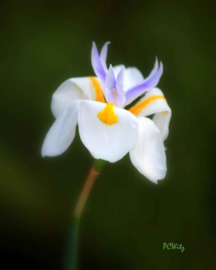 Petite Flower Photograph by Patrick Witz