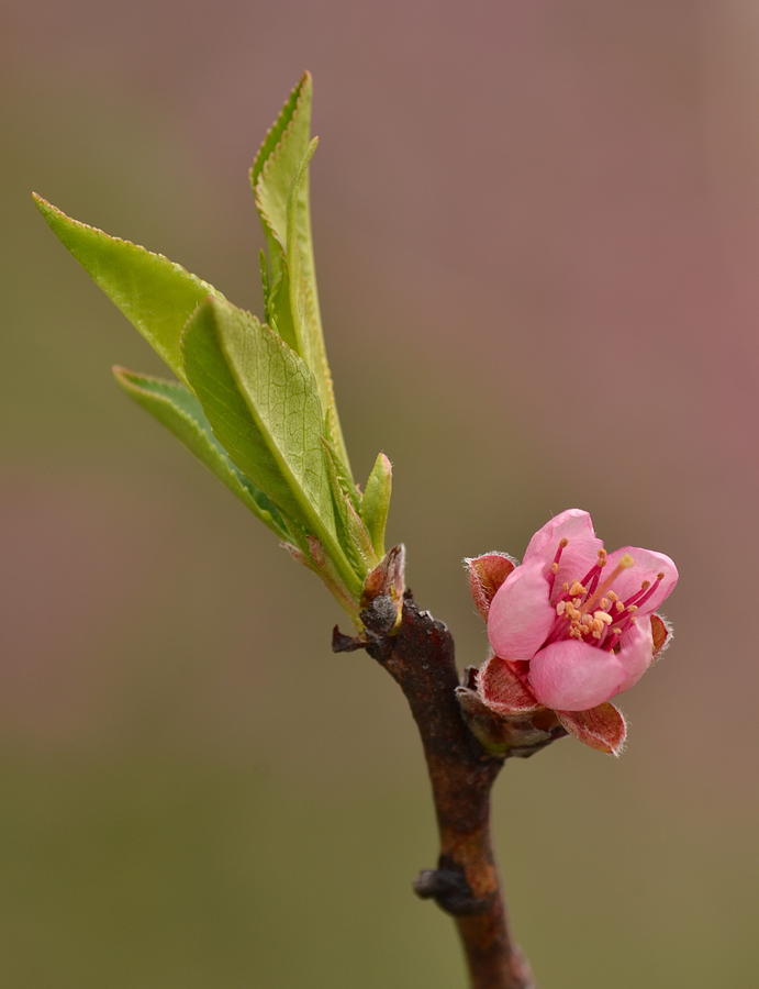 Petite Peach by JD Grimes Petite Peach by JD Grimes