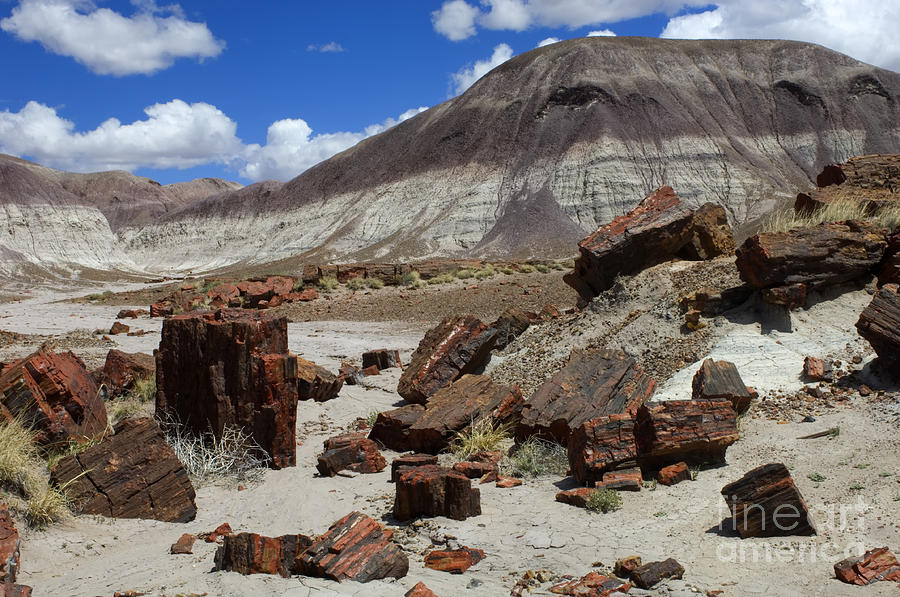 Petrified Forest National Park Photograph - Petrified Forest 2 by Bob Christopher