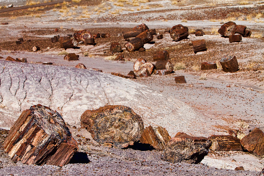 Nature Photograph - Petrified Forest National Park by James BO Insogna