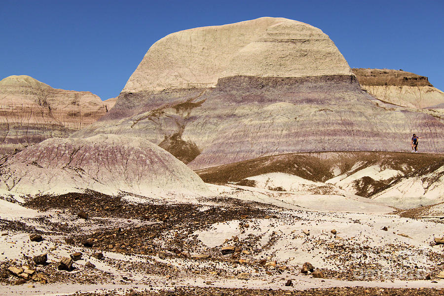Petrified Forest National Park Photograph - Petrified Forest Painted Desert by Adam Jewell