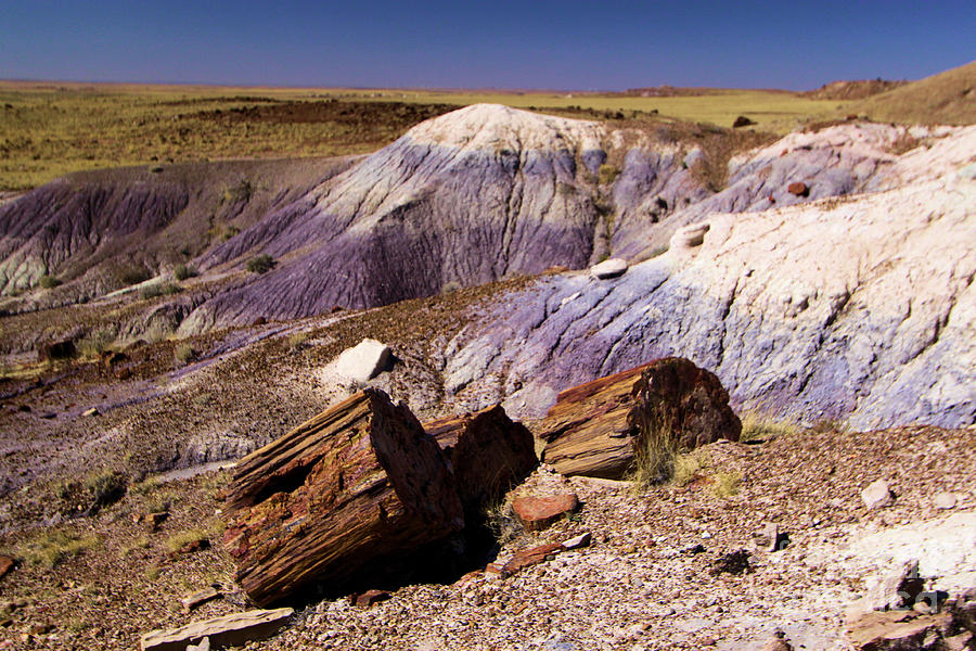 Petrified Logs In The Badlands Photograph by Adam Jewell