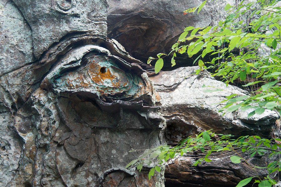 Prehistoric Photograph - Petrified Prehistoric Monster in Arkansas by Douglas Barnett