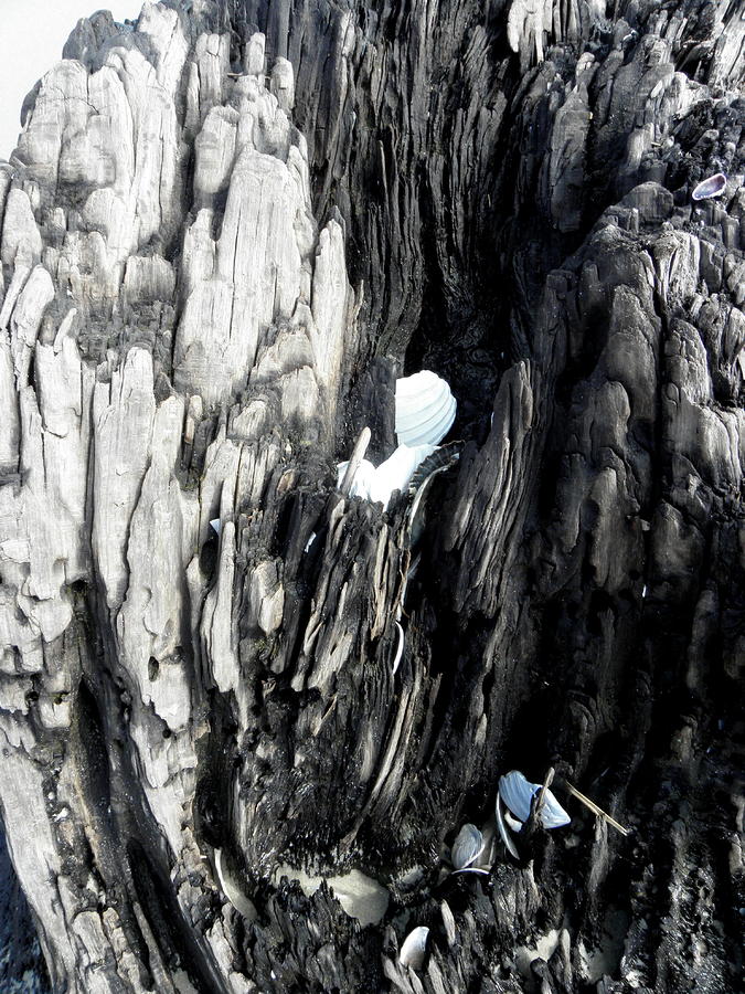 Petrified Tree Seaside Photograph by Kim Galluzzo