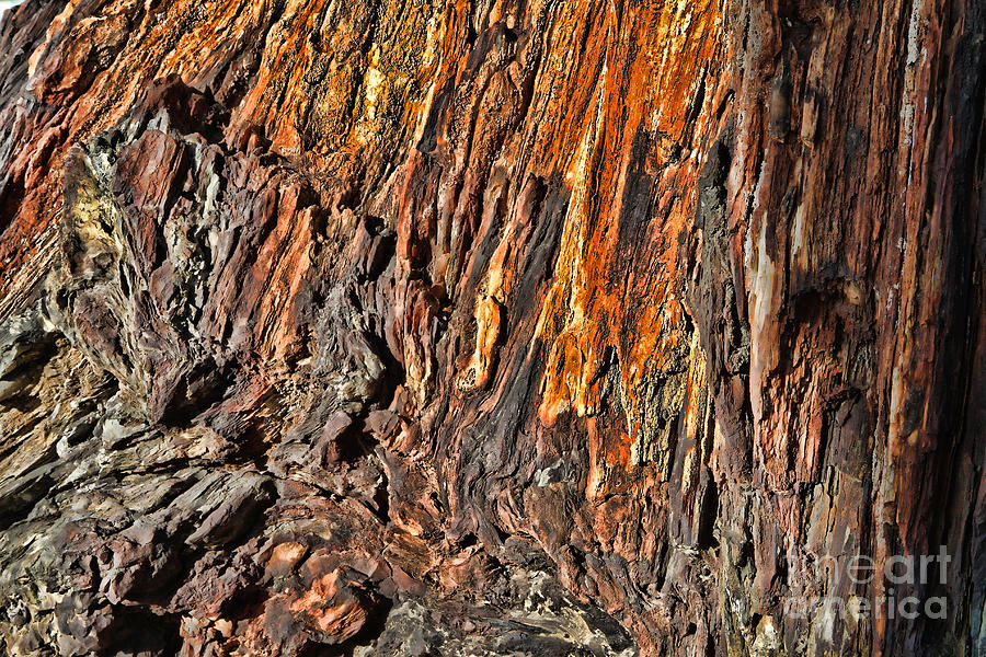 Petrified Tree Stump Photograph by Edward R Wisell