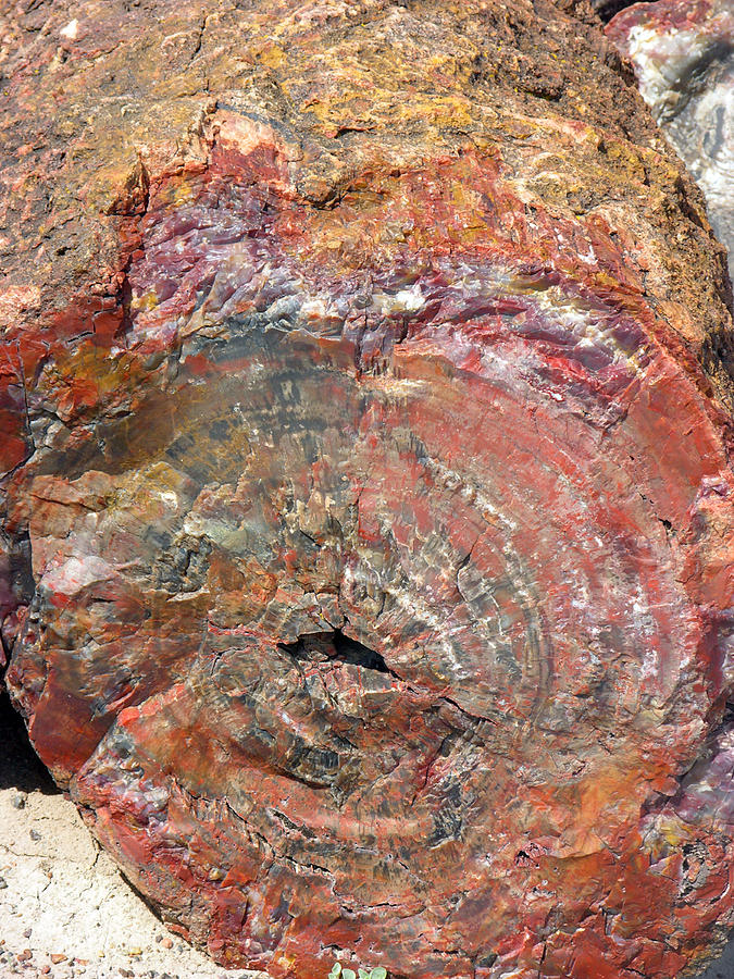 Petrified Forest National Park Photograph - Petrified Tree Trunk by Tony Craddock