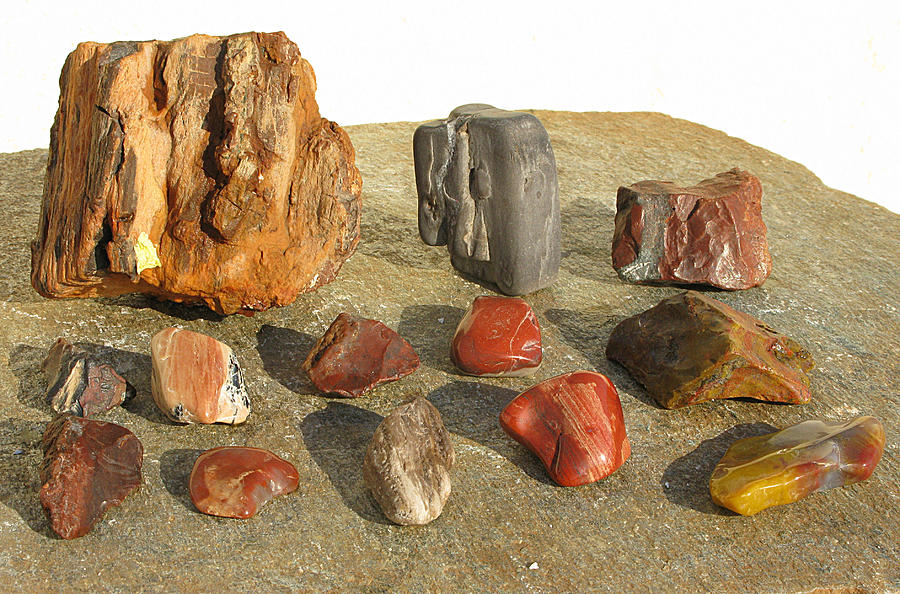 Petrified Wood Photograph - Petrified Wood by Andonis Katanos Petrified Wood Photograph - Petrified Wood by Andonis Katanos