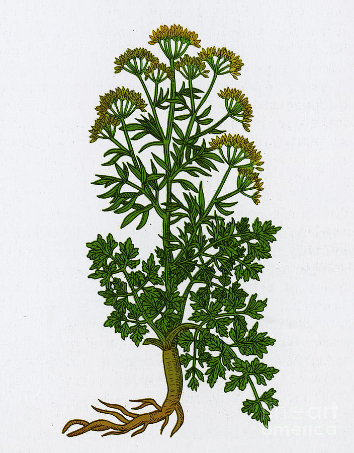 Botany Photograph - Petroselinum Crispum, Garden Parsley by Science Source