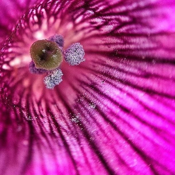 Petunia For The #macro_power_hour Photograph by Rebekah Moody
