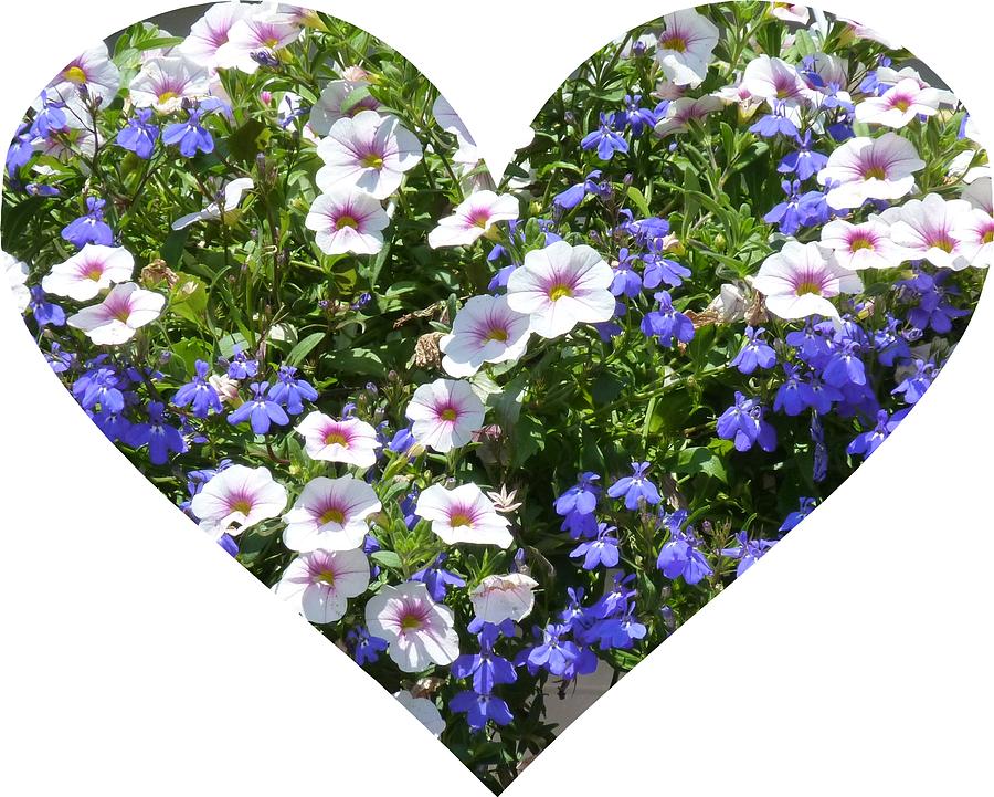 Petunia Heart Photograph by Jeanette Oberholtzer